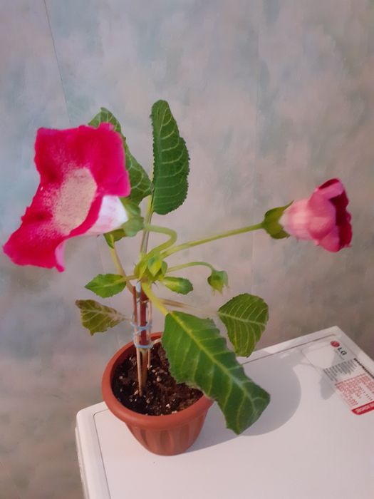 Большой выбор.Цветы для подарка