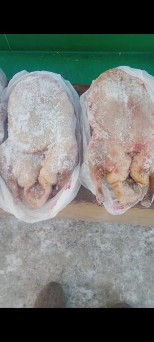 Продам домашних гусей и уток