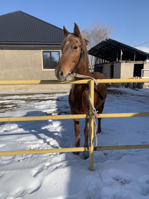 Жуас минги семиз  бие сатылады