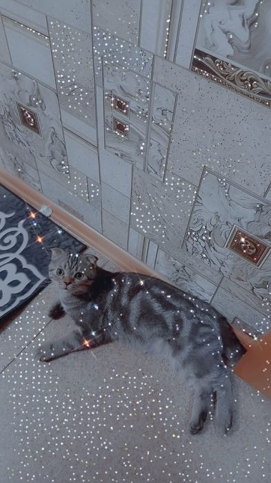 Отдадим в хорошие руки