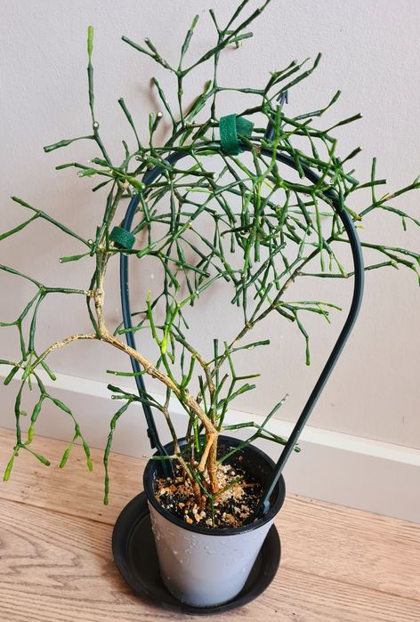 Суккуленты: толстянки, хатиора