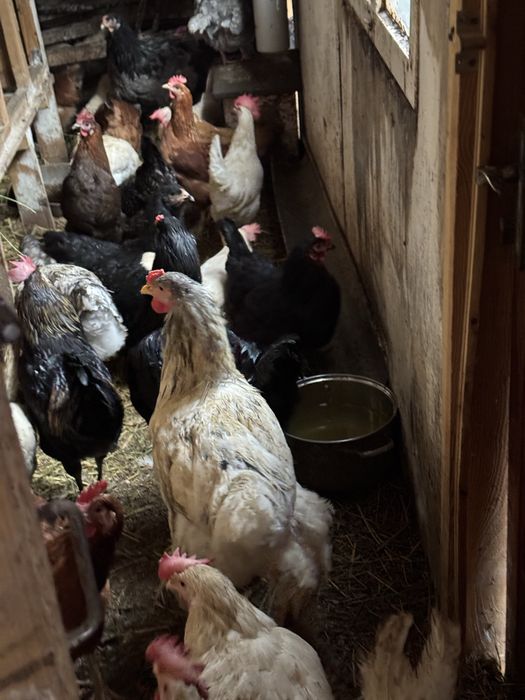 Продам петухов Брама