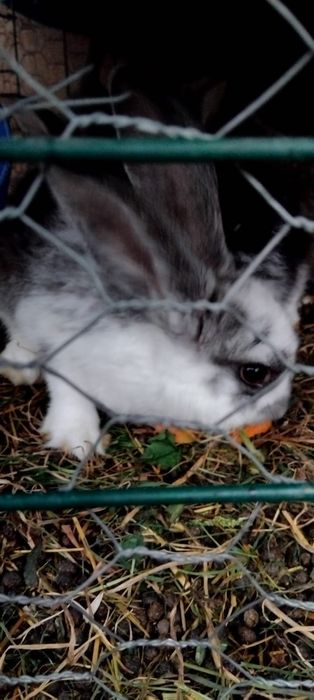 Vând iepurasi diferite rase