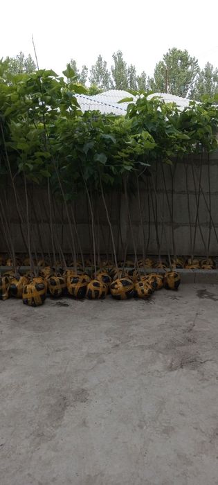 Декаратив кочатлар