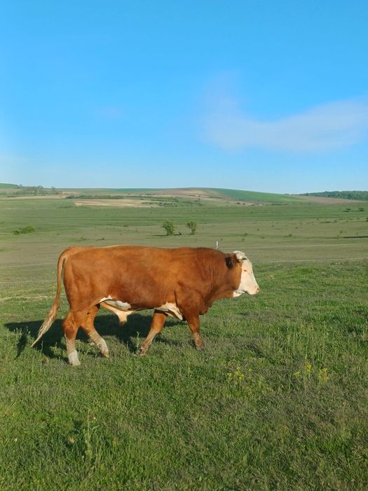 Vand tauri crescuți bio