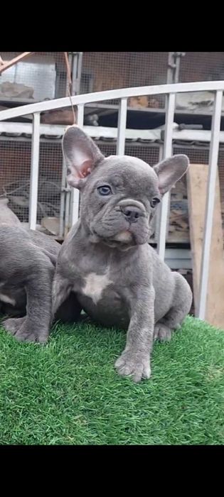 Милые французики