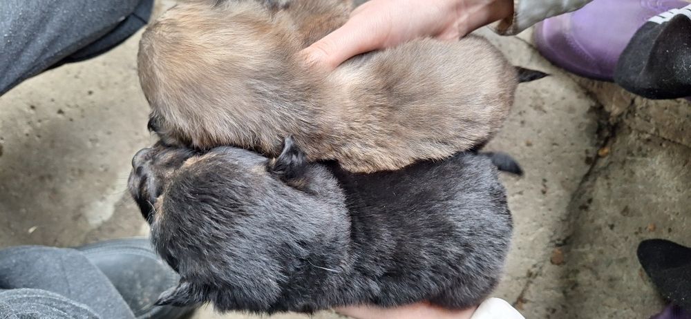 Отдам щенят хорошие руки