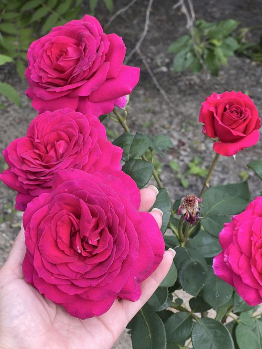 Продается ухоженная дача