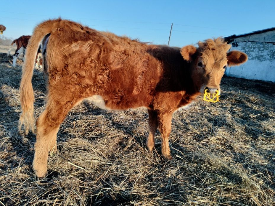 Продам тёлок 8 месяцев.