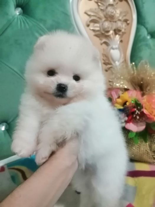 Белоснежные шпицульки.