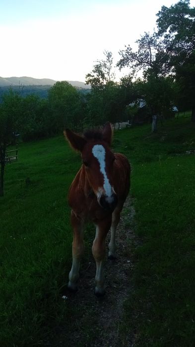 Vând iapă de 8 ani