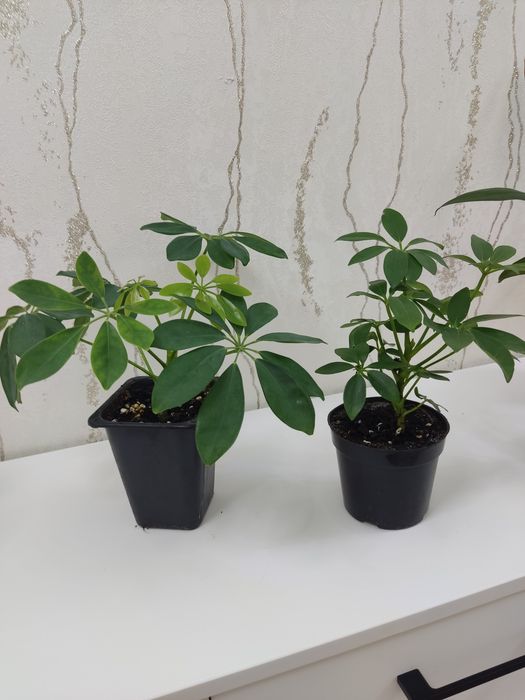 Продам цветы комнатные