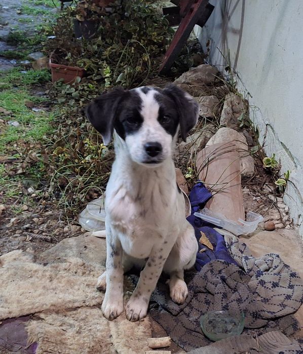 Подарявам кученца