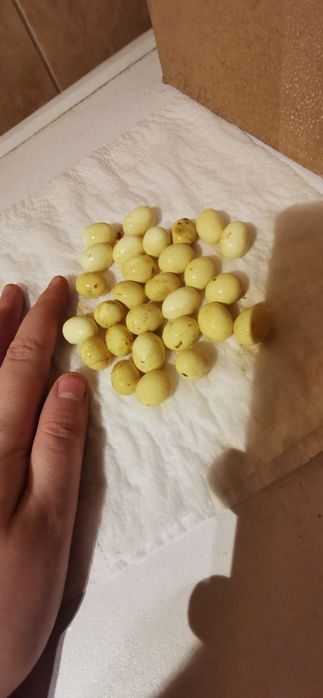 Vând melci uriași Archachatina Marginata Ovum XXL linie Jumbo mix
