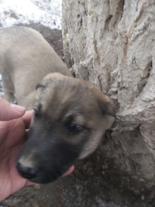 Отдам в добрые руки щенков