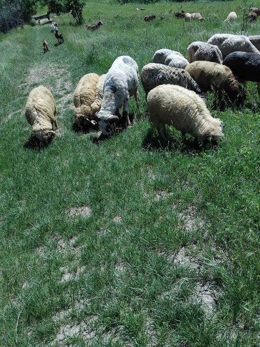 Vand miei greutate 26-37 kg iezi și vătui castrați