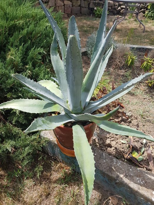 Cactus  de vânzare