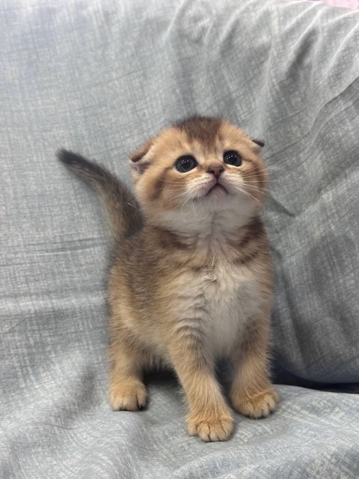 Продаются котята Шотландской  породы! Уступлю !