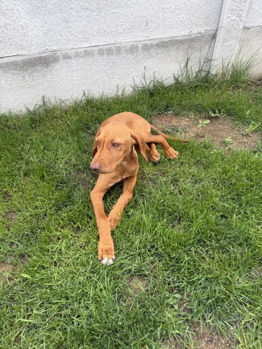Caine de vanatoare vizsla maghiară