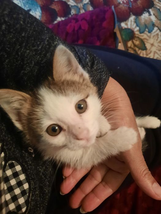 Котенок девочка 2 месяца.