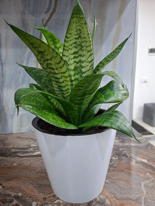 Цветы для дома или офиса