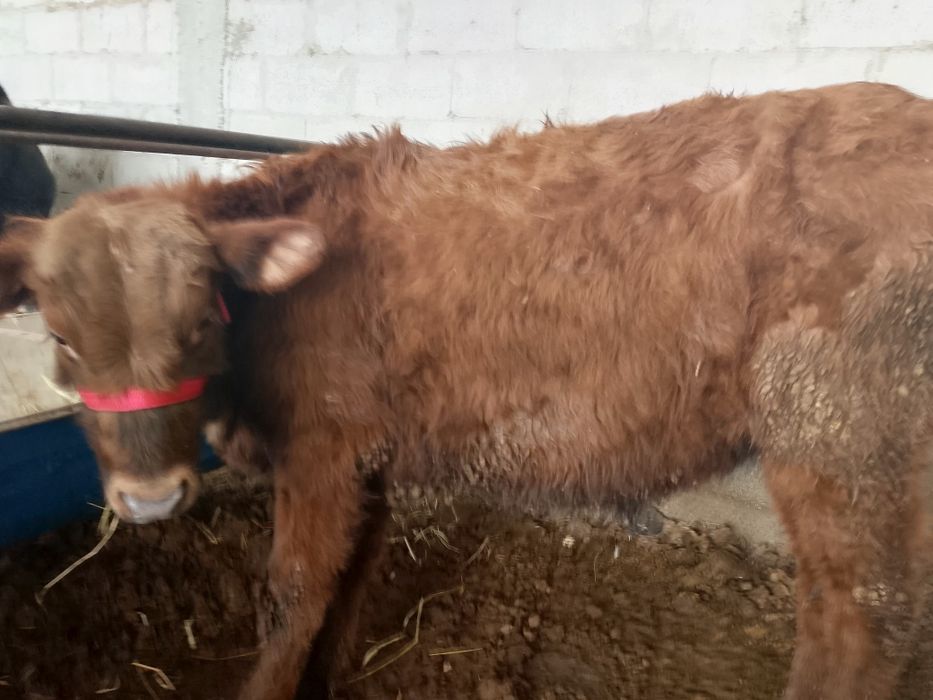 Buqacha sotiladi. Kal parodni