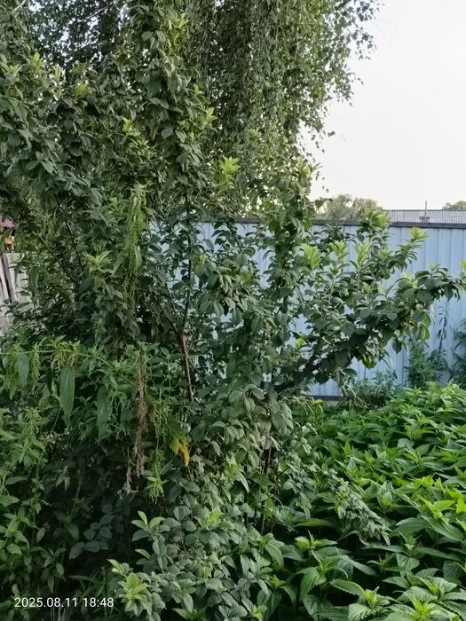 Земельный участок