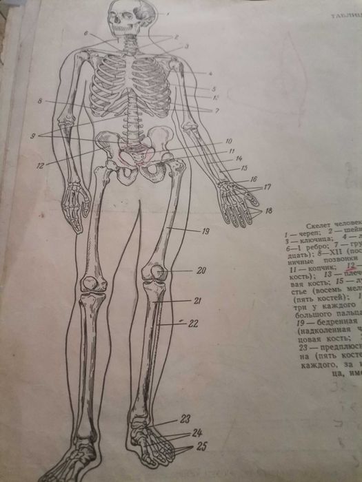 Анатомически атлас за художници
