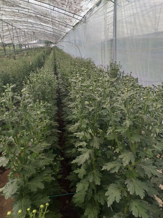 Хризантема ветка Бакарди/xrizantema vetka bakardi