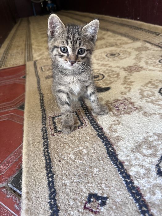 Отдам даром котят