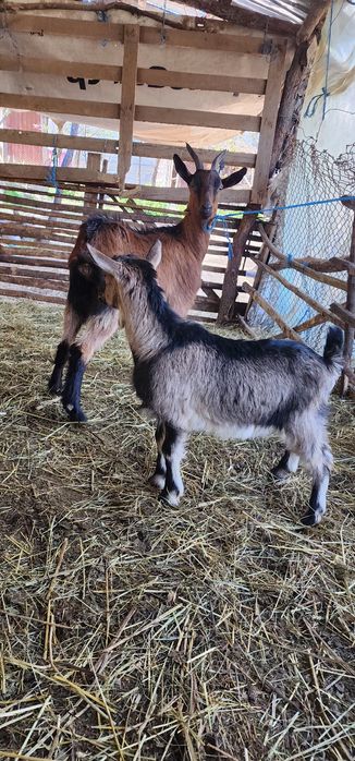 Vand o capra alpina franceza
