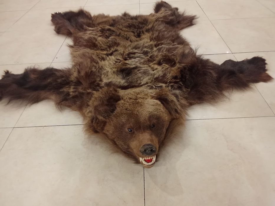 Продам чучело волка