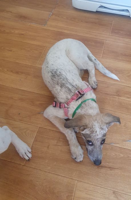 Отдам в хорошие руки