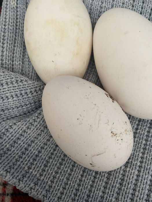 Яйцо гусиное домашнее