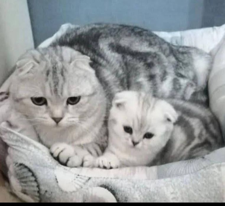 Шотландские котята