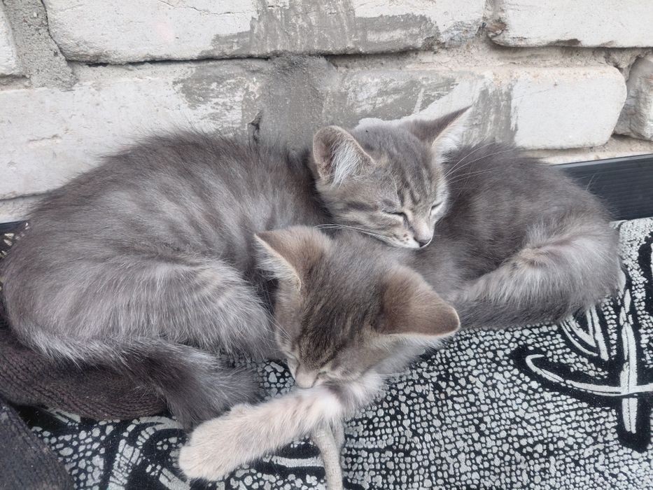 Котята отдам в добрые руки.