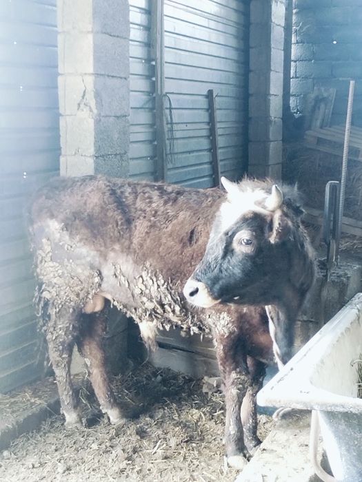 Бұқа Өгіз сатылады