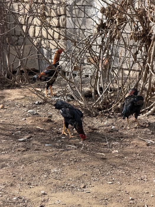 Хурозлар сотилади 4 та 3 таси жужа 11 ойлик битаси 2 йилли кур