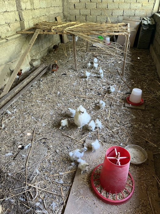 Щолк товук жужалар сотилади