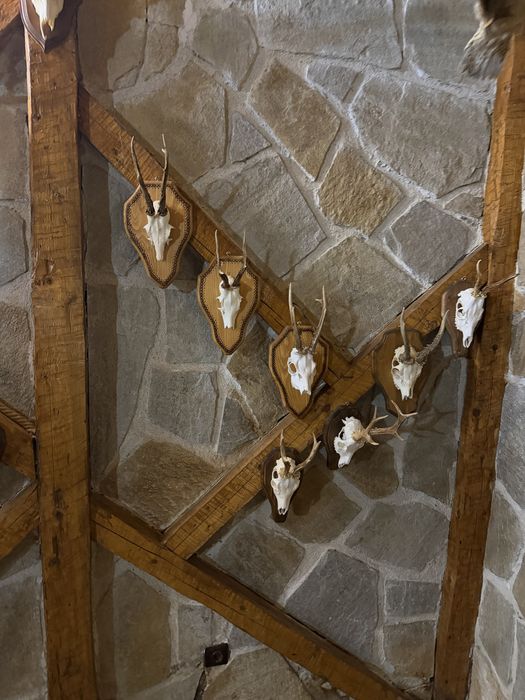 Трофеи от благороден елен