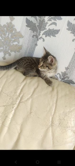 Отдадим котёнка в хорошие руки
