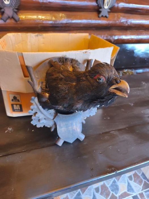 Cocos de munte naturalizat