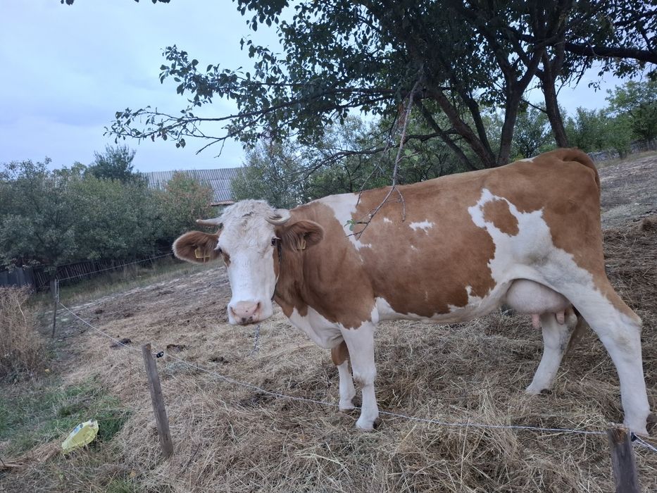 Vaca de vanzare de 10 ani
