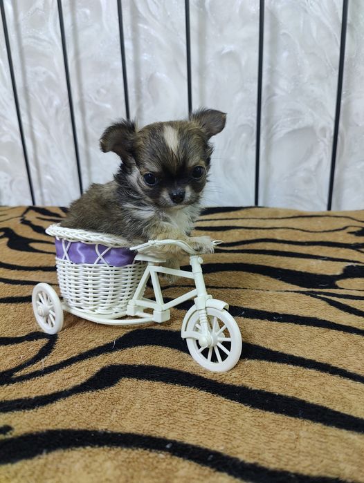 Продаётся миниатюрный мальчик чихуахуа