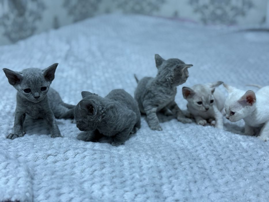 Продаются чистопородные котята породы Девон Рекс /Toza zotli Devon Rex