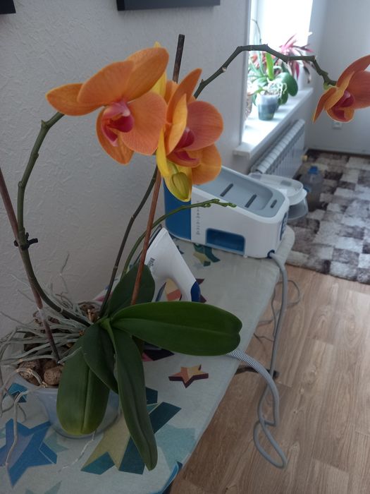 Орхидеи домашние