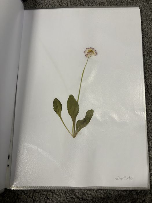 Ierbar 30 plante