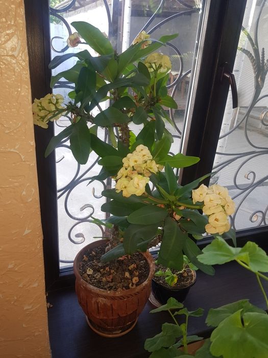 Комнатные. Растения