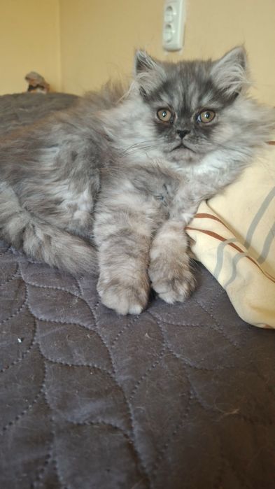 Персийски котета