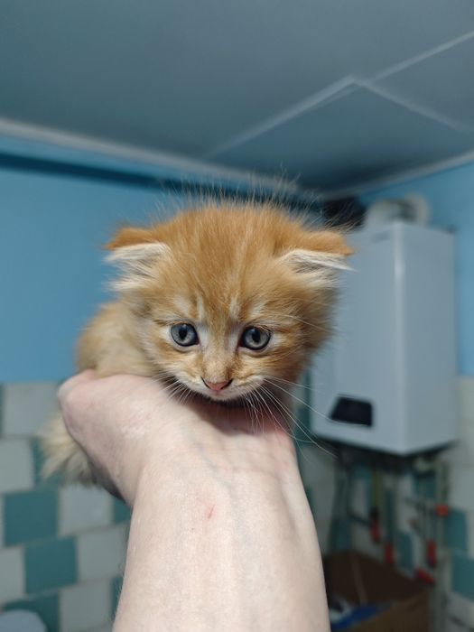 Котята шотландцы